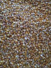 Kukurydza suchą ziarno lub srutowana