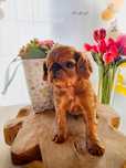 King Charles Spaniel