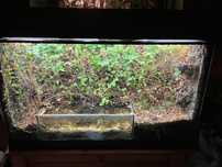 Akwarium/Terrarium cześcią wodną dla żab, traszek, salamander, krabów.