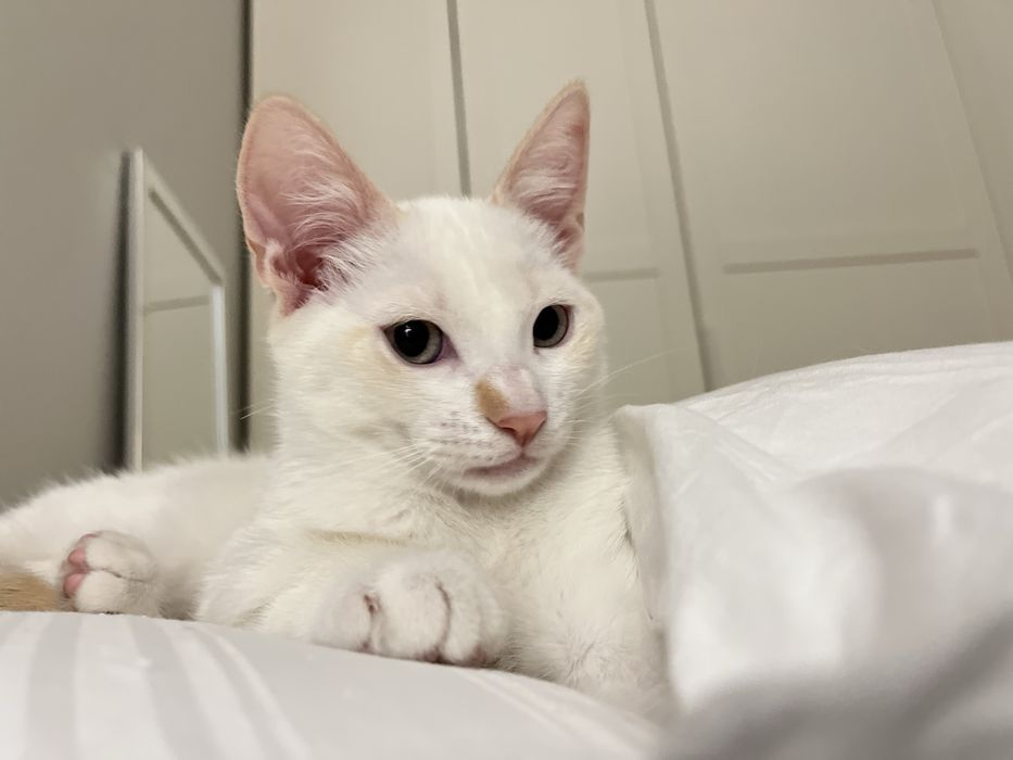 Gatinho bebé com dois meses desparasitado