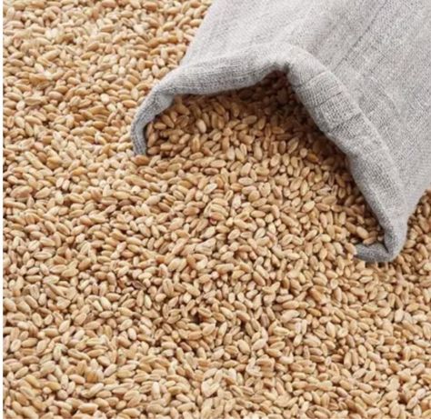 Пшениця 6-7 тон 4500 грн/т