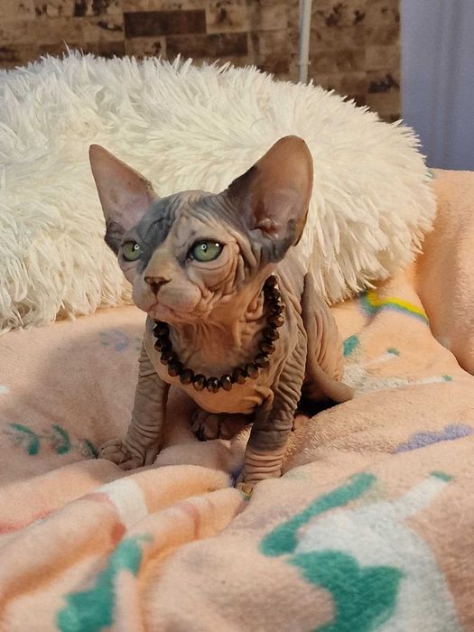Gatinha Canadian Sphynx