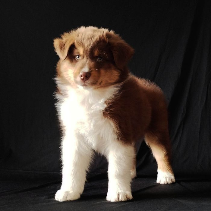 Owczarek australijski