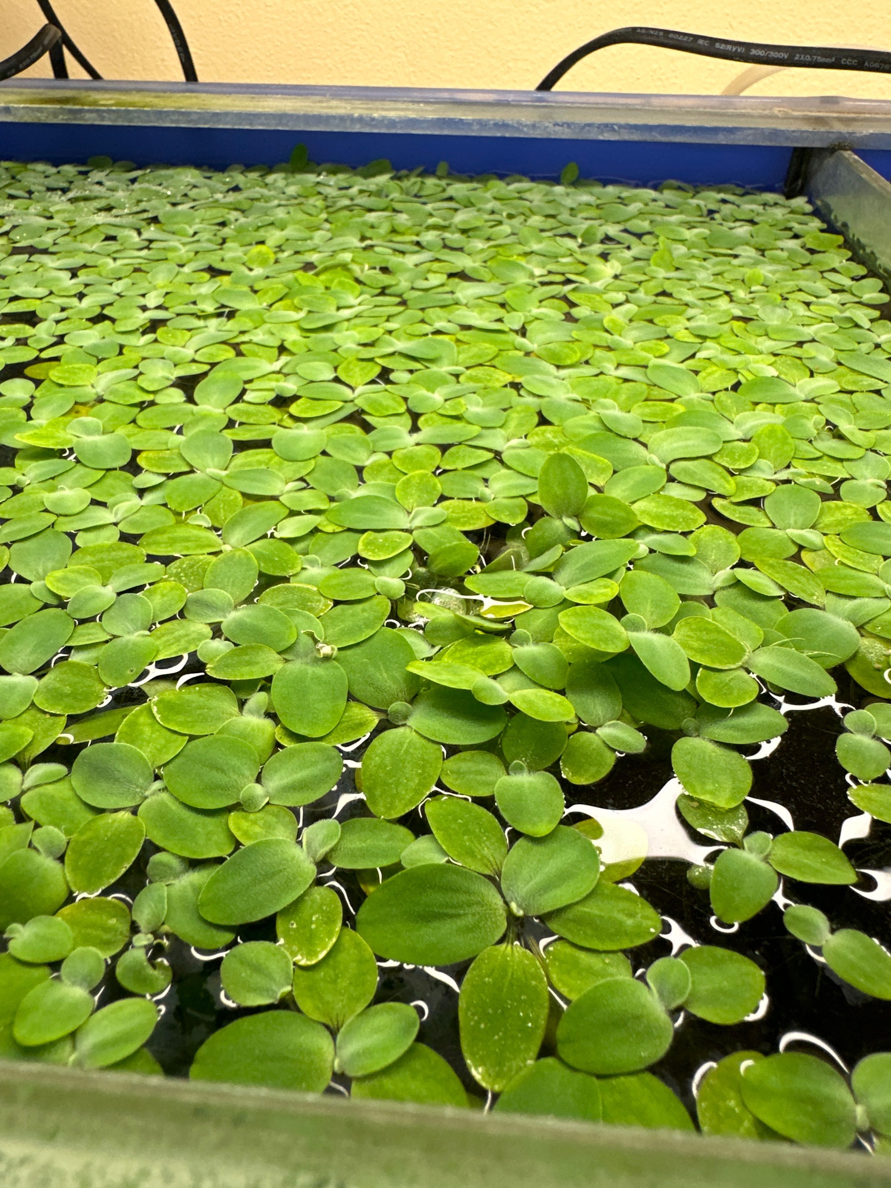Рослини в акваріум Водорості плаваюча пістія водяна капуста