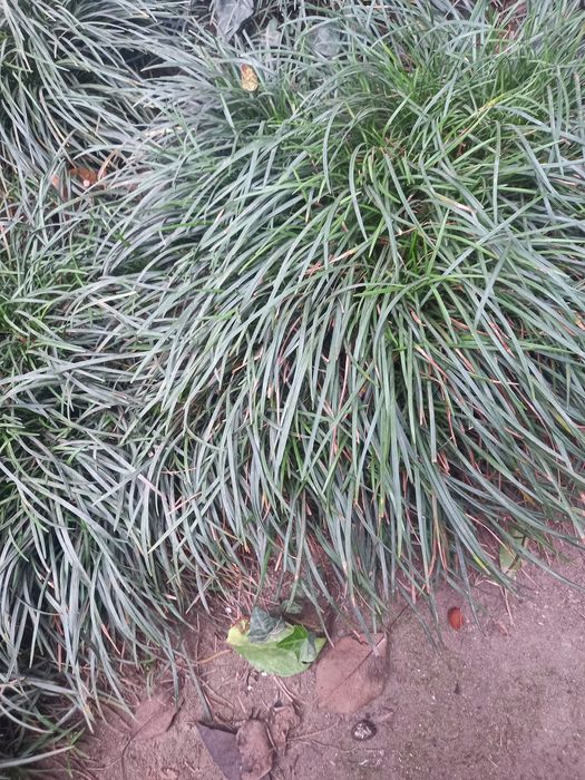 Relva natural para plantar