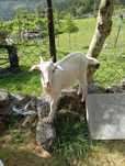 Cabrito (cuzado saanen)