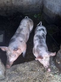 Vende-se porco de 80kg caseiros