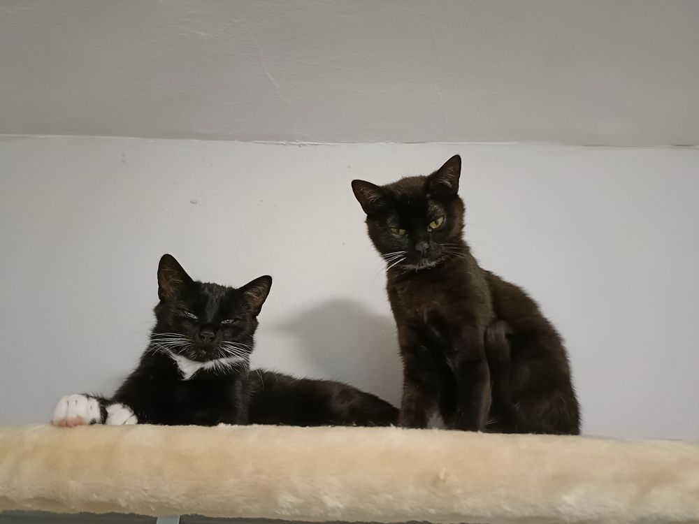 Piękne kocięta szukają domów - Lola i Nela
