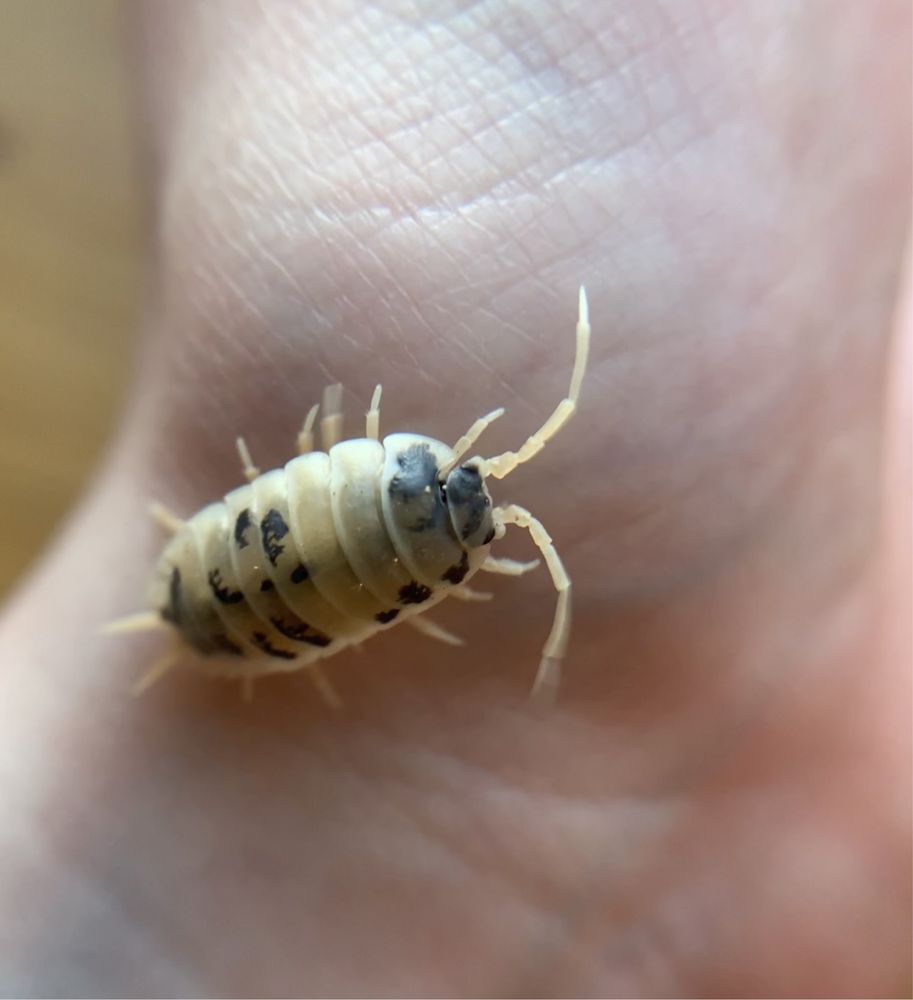 porcellio laevis Dairy cow, prosionki