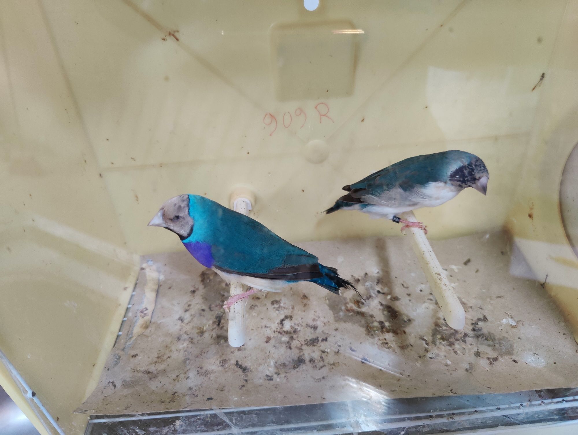 Diamantes gould venda