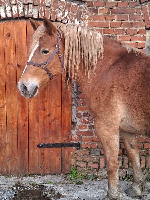 Klacz 5letnia i wóz