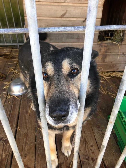 Uratujmy SZARIKA ! Zostało mu niewiele czasu...