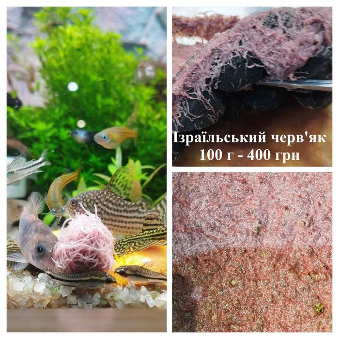 Гриндальський,ізраїльський черв'як,артемія,інфузорія,коловратка та ін.