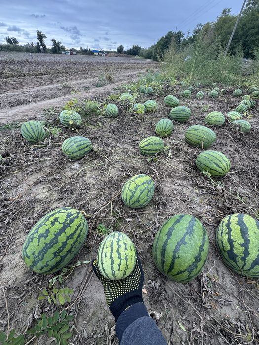 Кавун арбуз опт продаж
