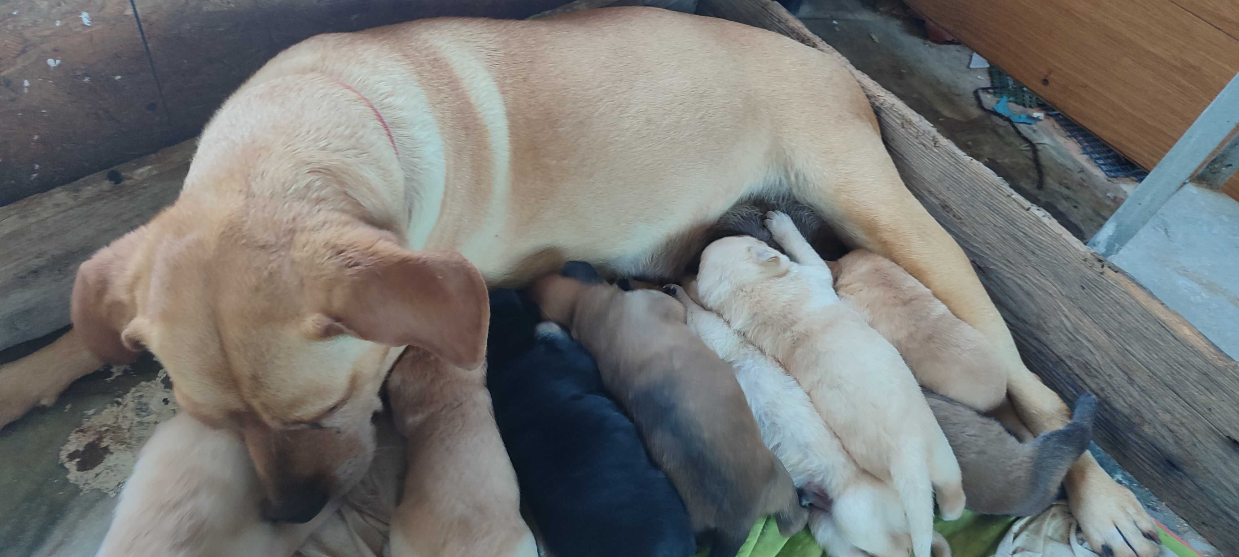 Cachorro para adoção com urgência