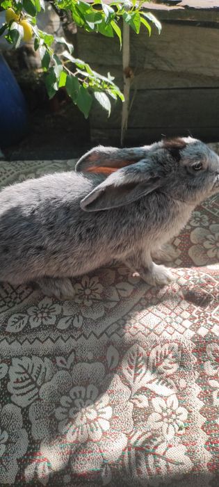 Кролик породи європейське срібло