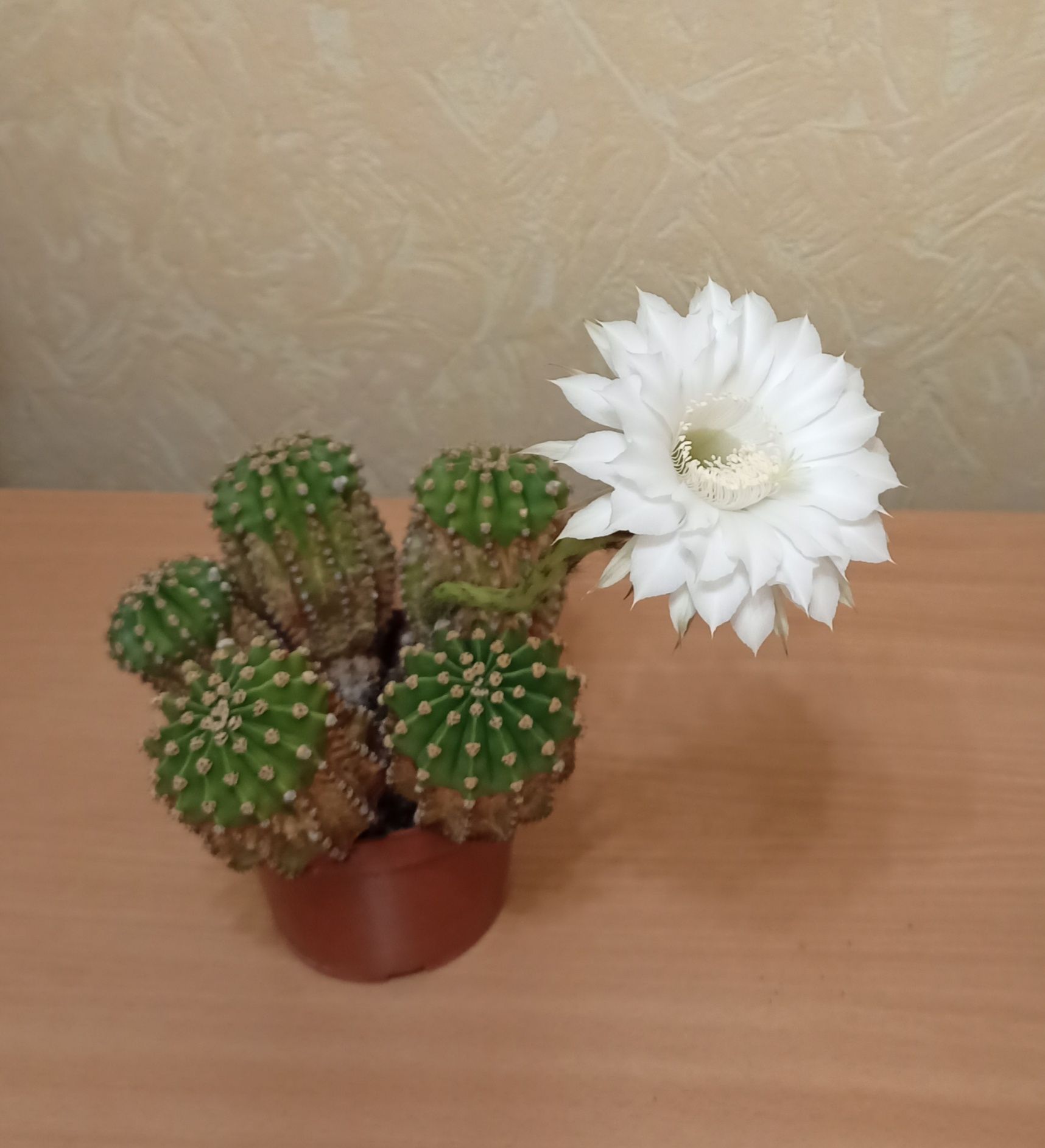 Кактус эхинопсис, хавортия