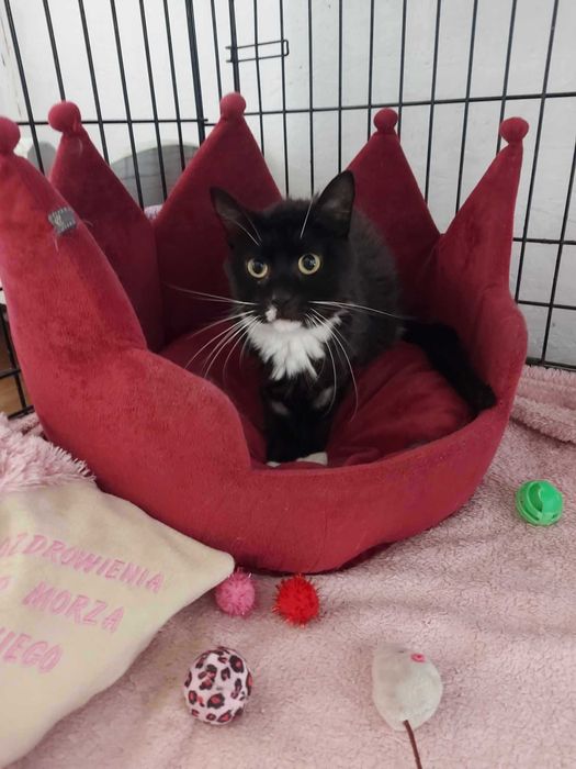 ZUSKA - Schronisko dla Zwierząt w Ostródzie