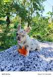 Buldog francuski suczka