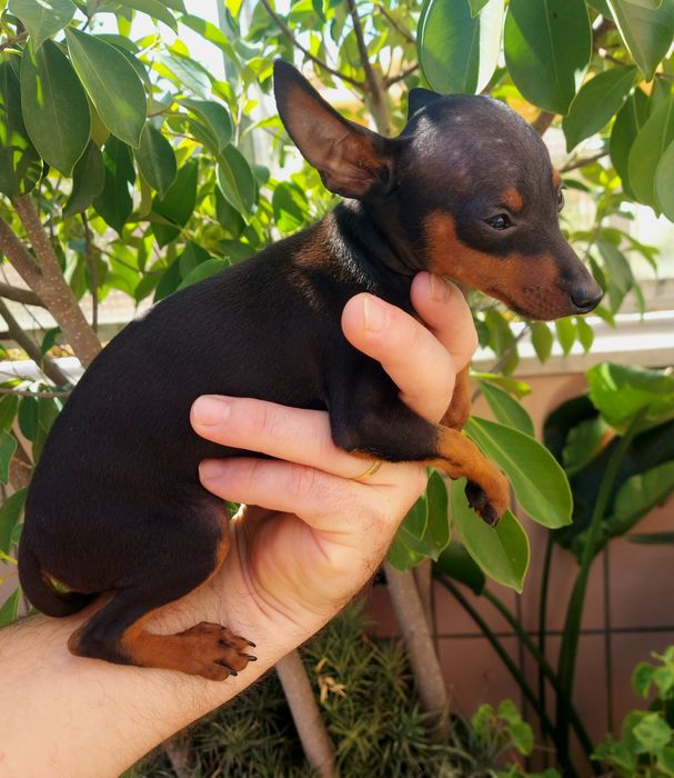 Pinscher miniatura  preto afogueado