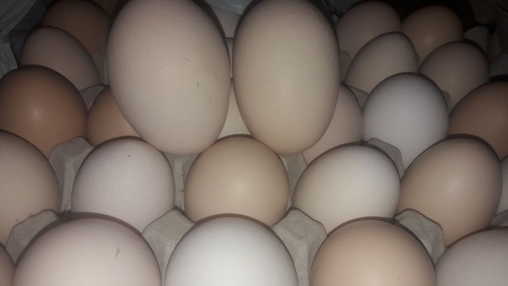 Świeże  Jajka wiejskie od kur z podwórka karmione zbożami