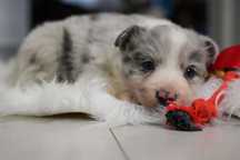 Cudowny piesek Border Collie blue merle - Charlie!