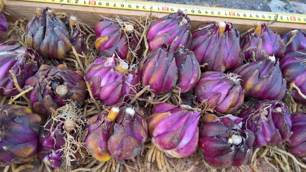 Лилии белые (королевские) трубчатые и ЛО гибриды, луковицы.