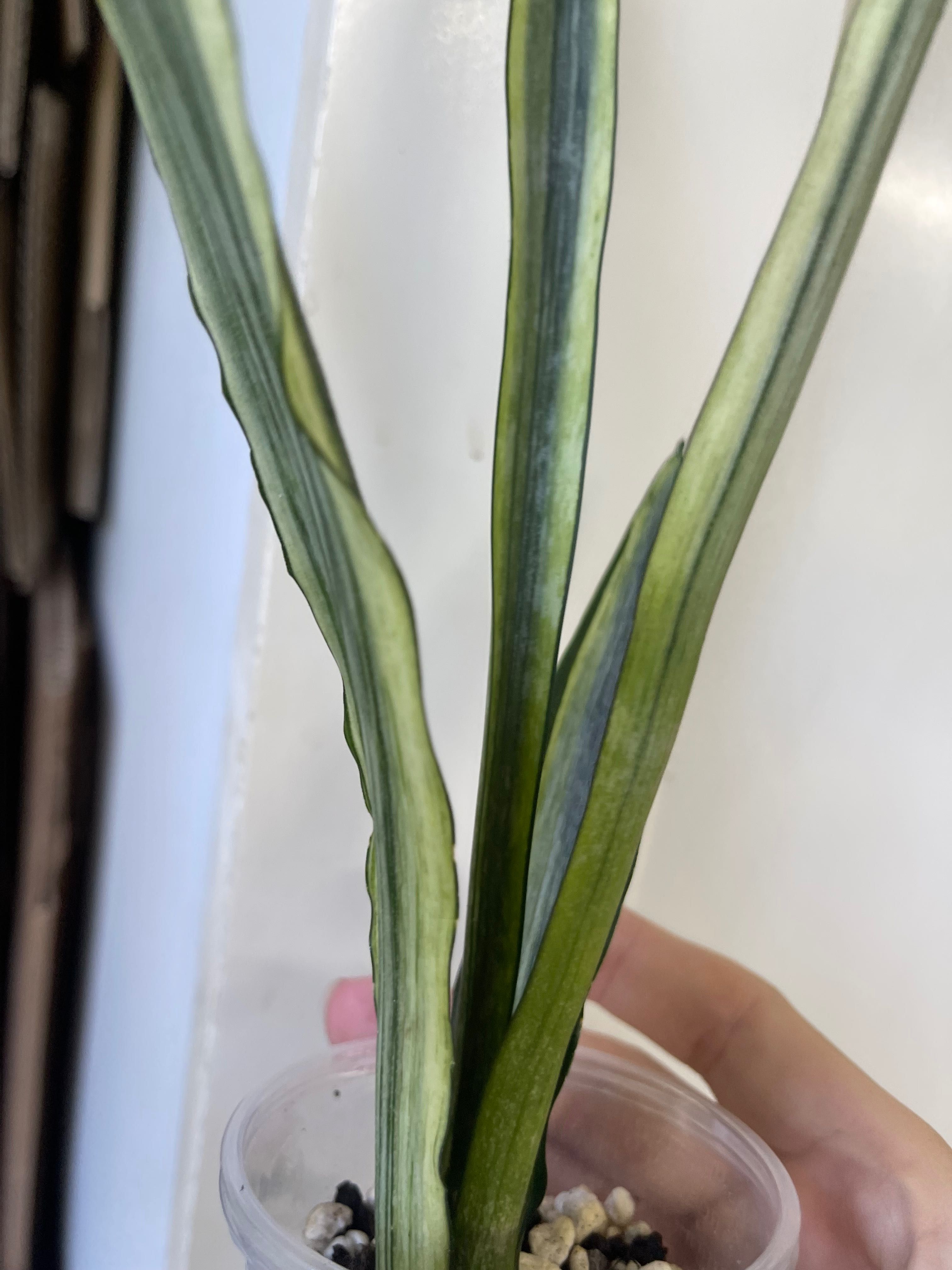 Sansevieria trifasciata Bentel bogor