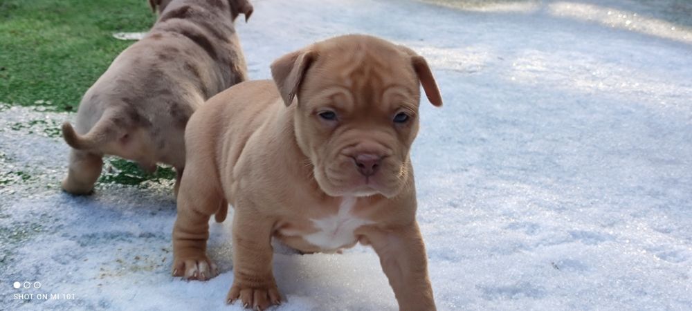 American bully suczka z metryką