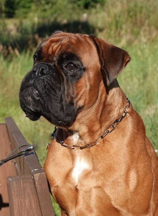 Bokser boksery szczeniak szczeniaki szczenię suczka suka