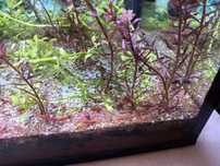 Camaroes red e plantas varias