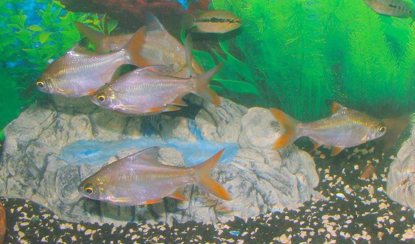 Brzanka wielka Barbonymus schwanenfelda