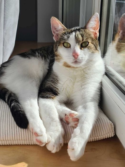 Maciuś do adopcji