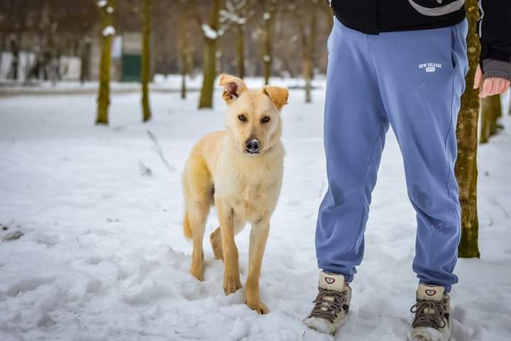 Szukamy odpowiedzialnego Domu dla tego młodego Psiaka!