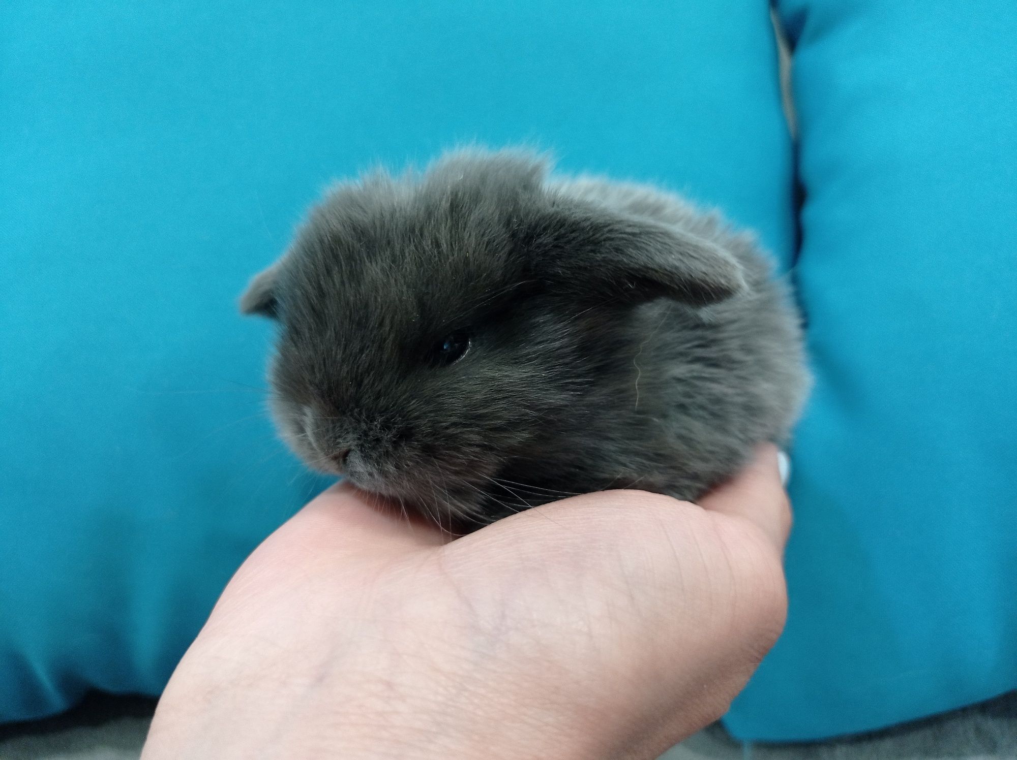 Mini lop Karzełek Niderlandzki hodowla króliczków