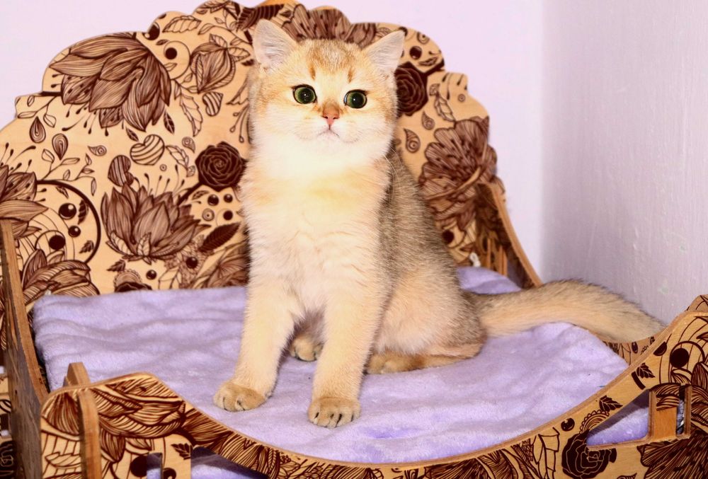 Мега красивый ласковый британский маленький котик