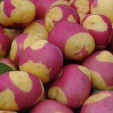 Batata TIGRE ROSA, deliciosa para comêr