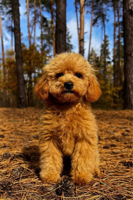 Мальтіпу з документами та щепленнями