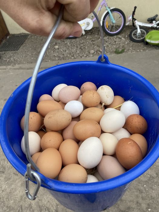 Jajka wiejskie z wolnego wybiegu.