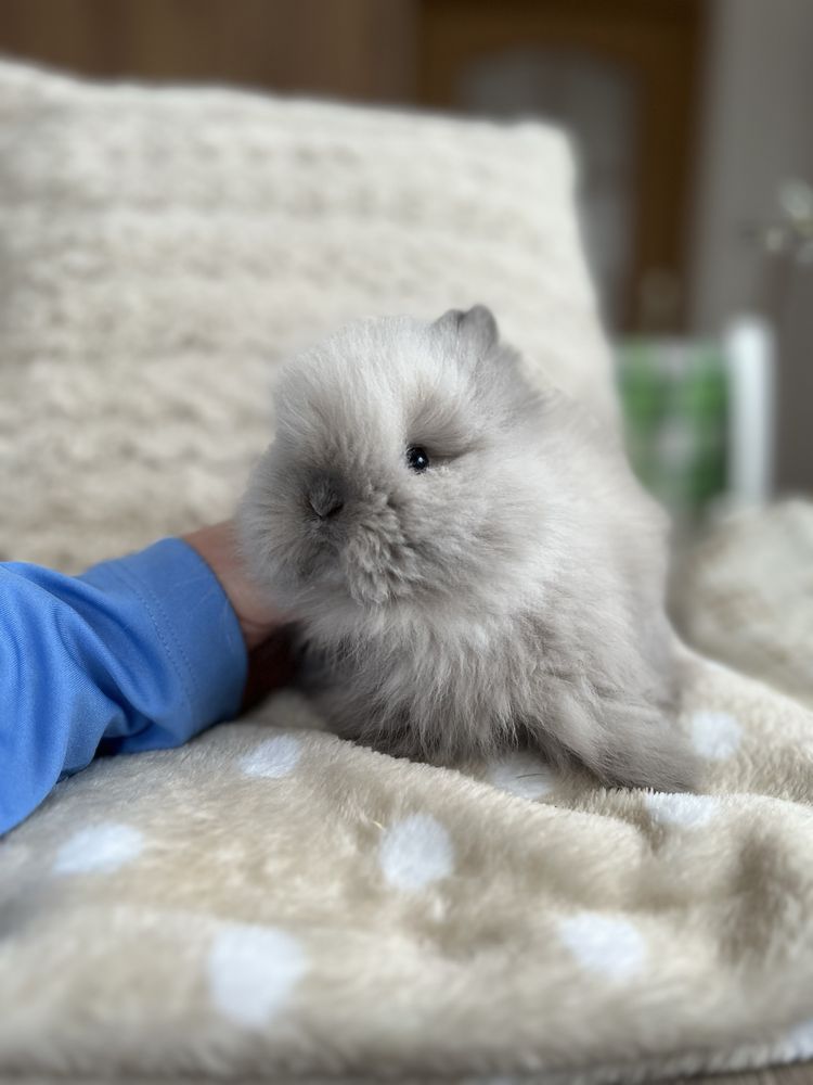 Karzełek teddy, małe długowłose króliczki / mini lop miniaturka