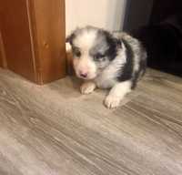 Border Collie Piesek