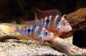 GB Pielęgnica Eliota (Thorichthys ellioti)