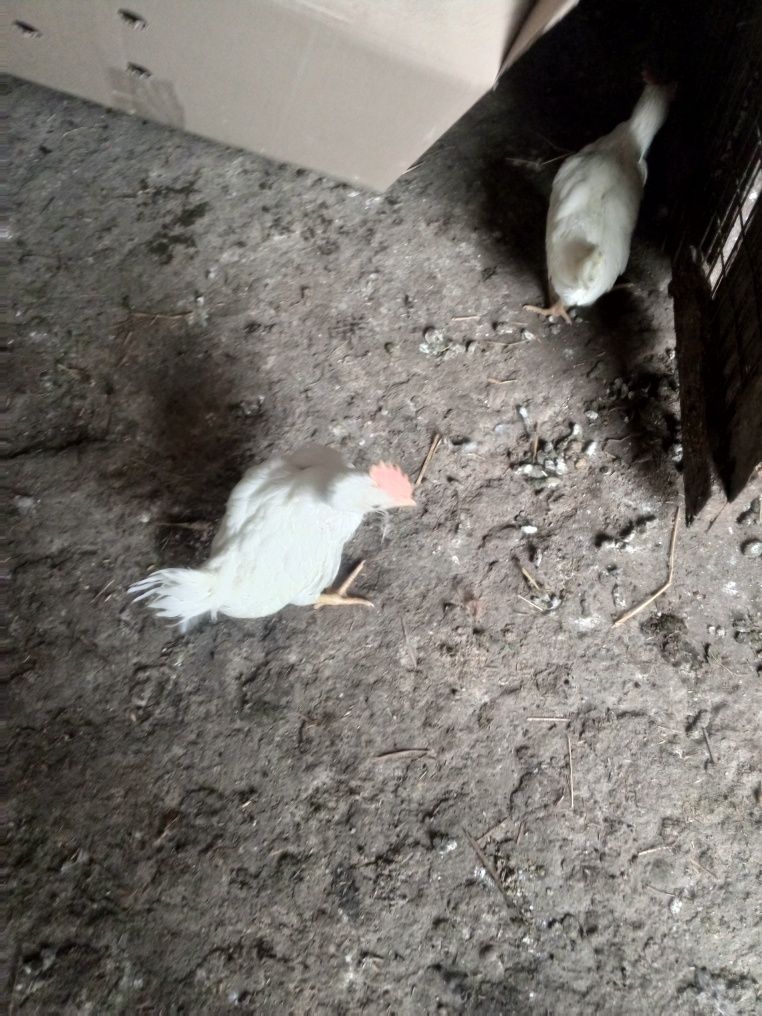 Продаються курчата легорн