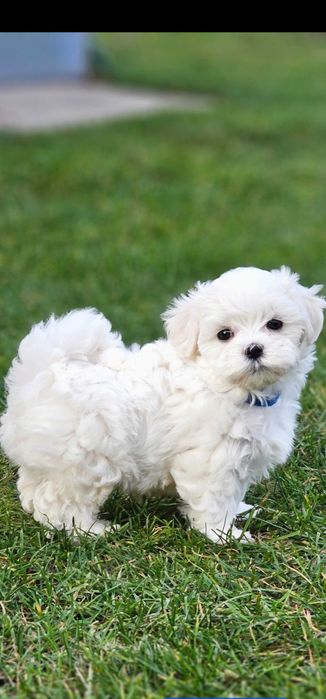 Maltańczyk Śliczny piesek pieski