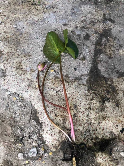 Lilie wodne do stawów i oczek wodnych