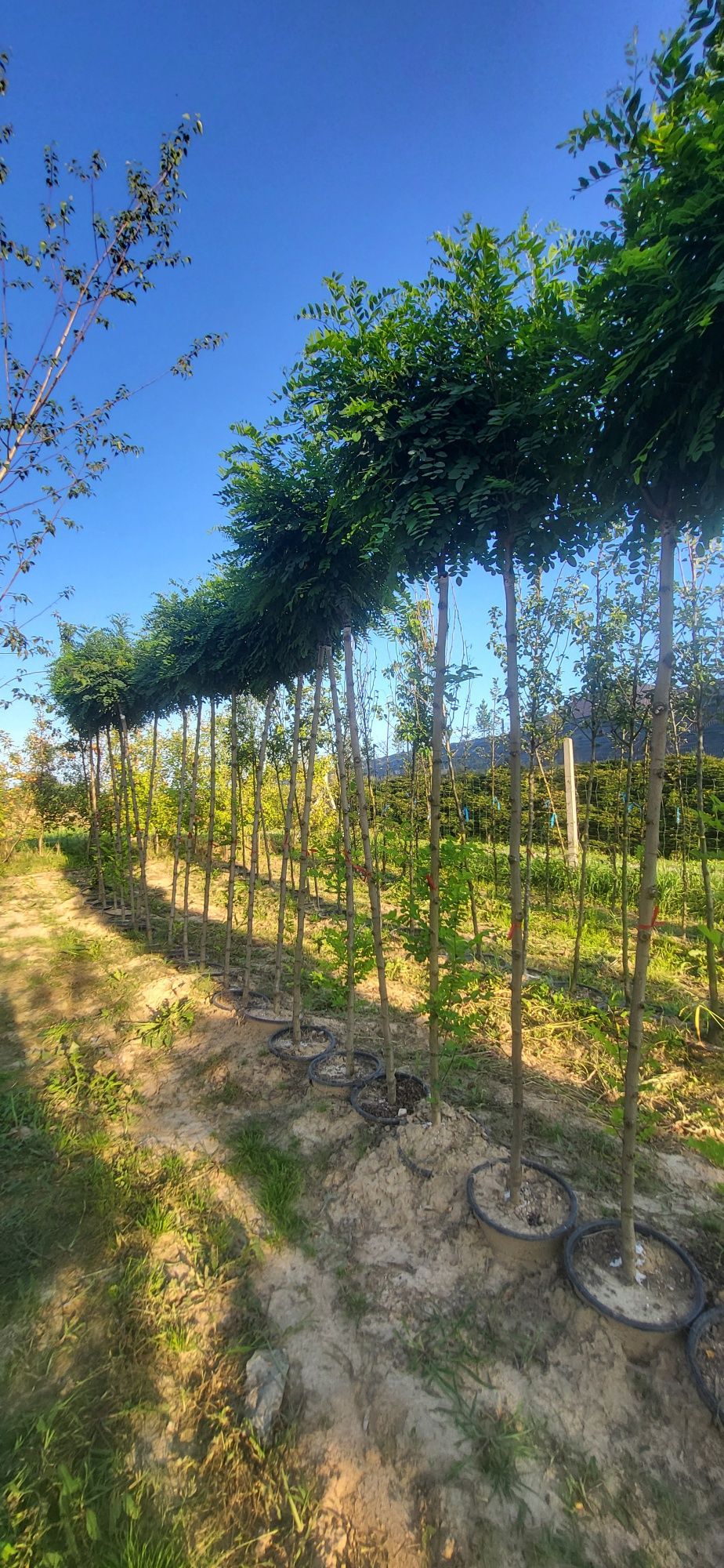 Akacja / Robinia umbraculifera  pa 210-220  i pa 110- 125  obw 10-12 u