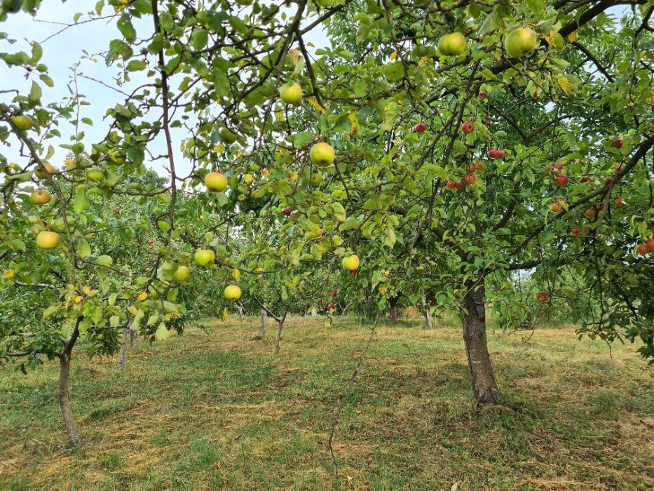 Продам велику ділянку з копанкою у Зарванці (біля Вінниці)