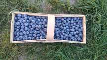 Wysyłka borówka borówki 5kg świeże owoce
