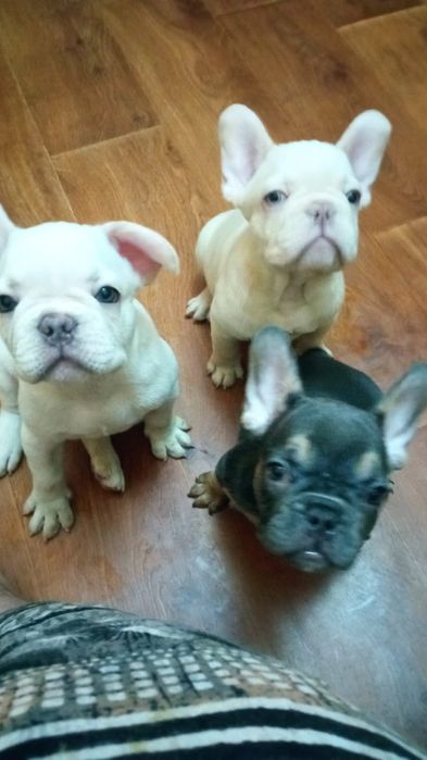 Щенки французского бульдога