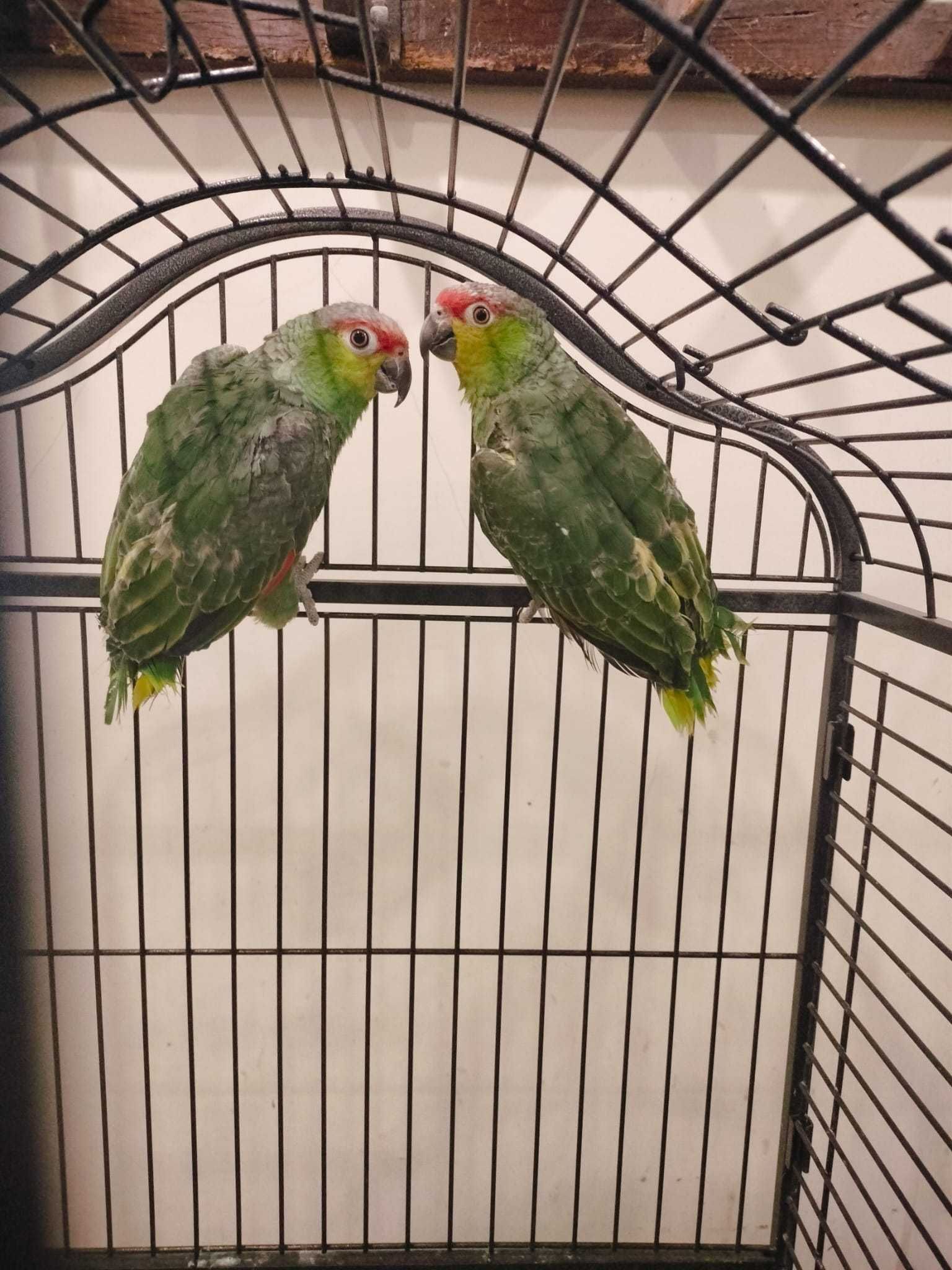 Casal amazonas autumnalis lilacina